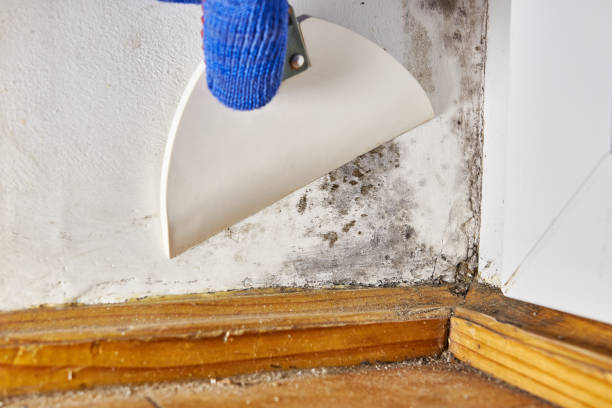 Reliable Fairfax, OK Mold Removal Solutions