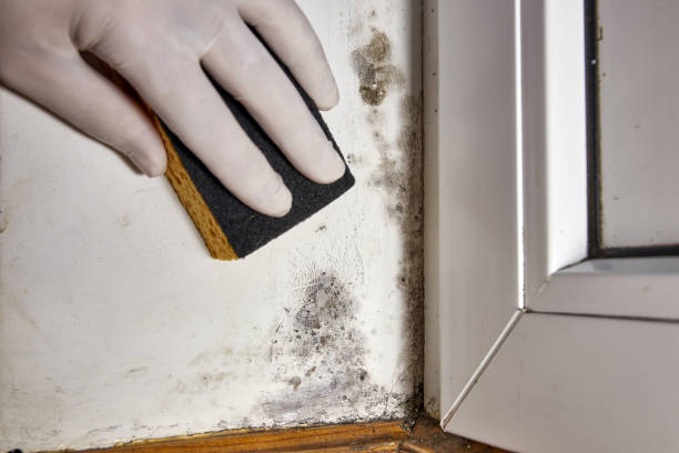 Best Mold Documentation for Insurance Claims  in Fairfax, OK